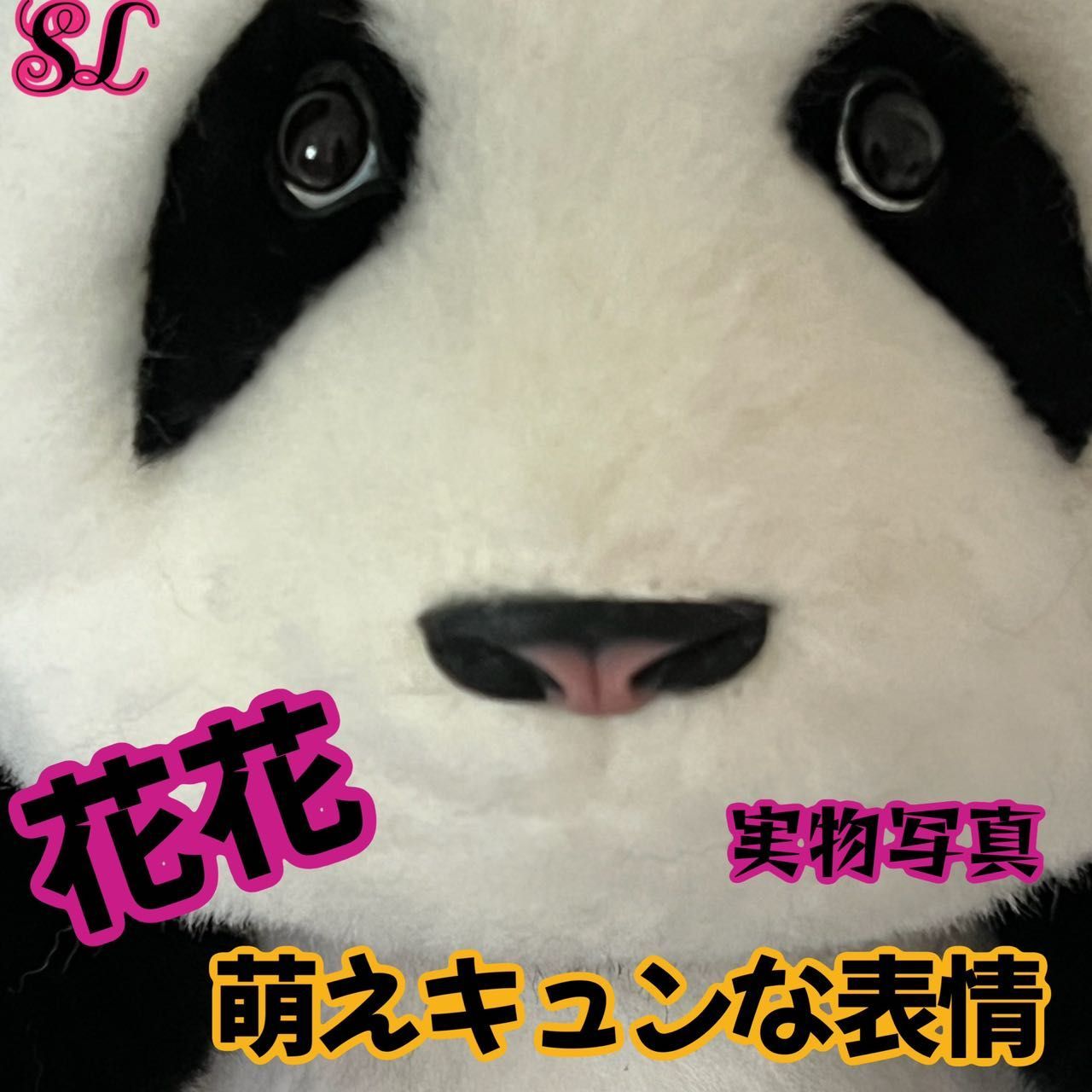 新品」最もお得 匠人の手作り 工場直接仕入れ 5月齢花花パンダ 新品」最もお得 匠人の手作り 工場直接仕入れ 5月齢花花パンダ
