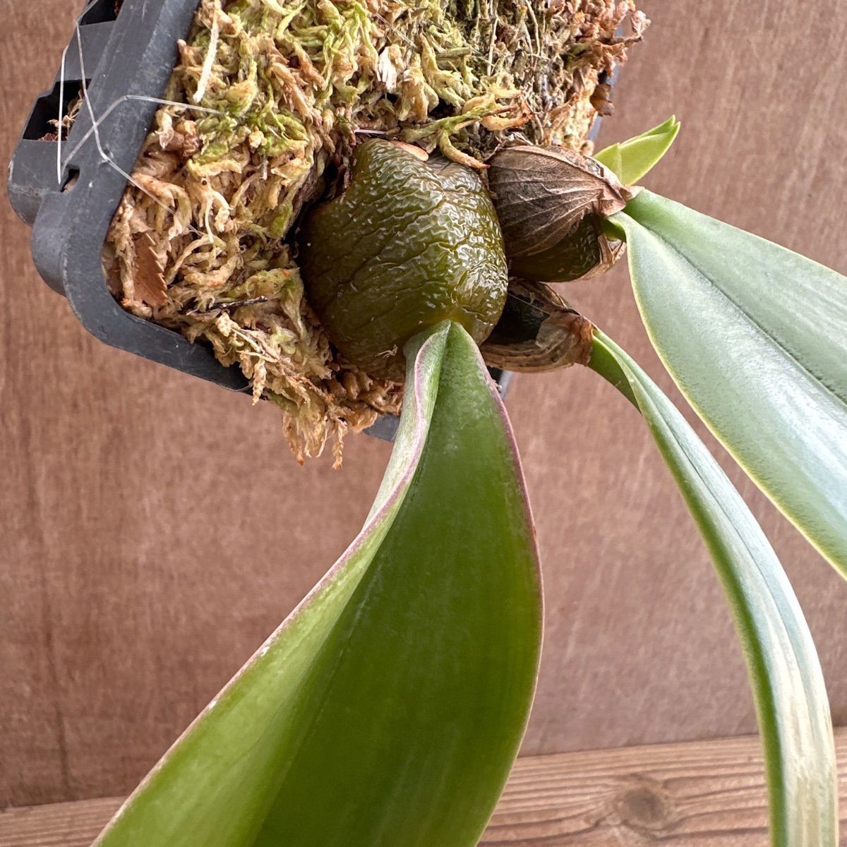 バルボフィラム ファレノプシス② Bulbophyllum phalaenopsis 現品 