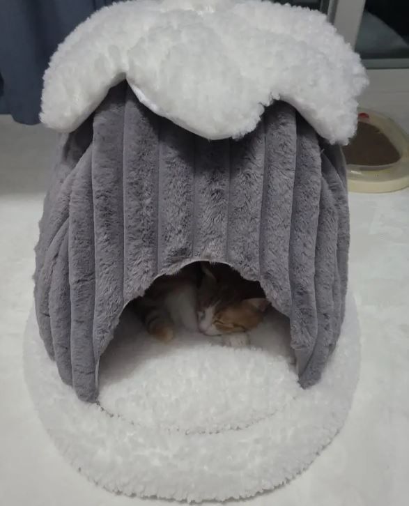 小型犬猫用