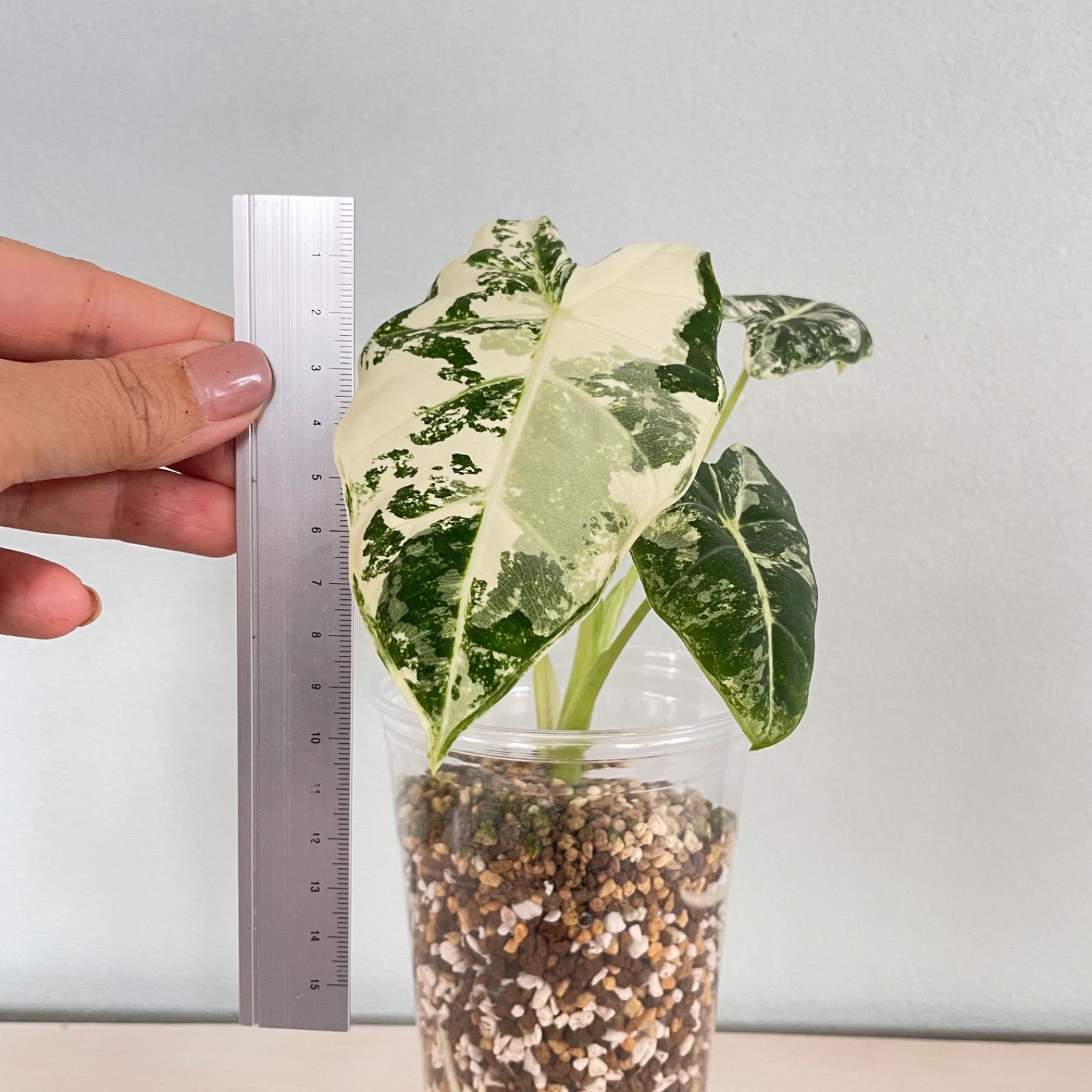極上美斑】アロカシア グリーンベルベット斑入り alocasia green 極上美斑】アロカシア グリーンベルベット斑入り alocasia green