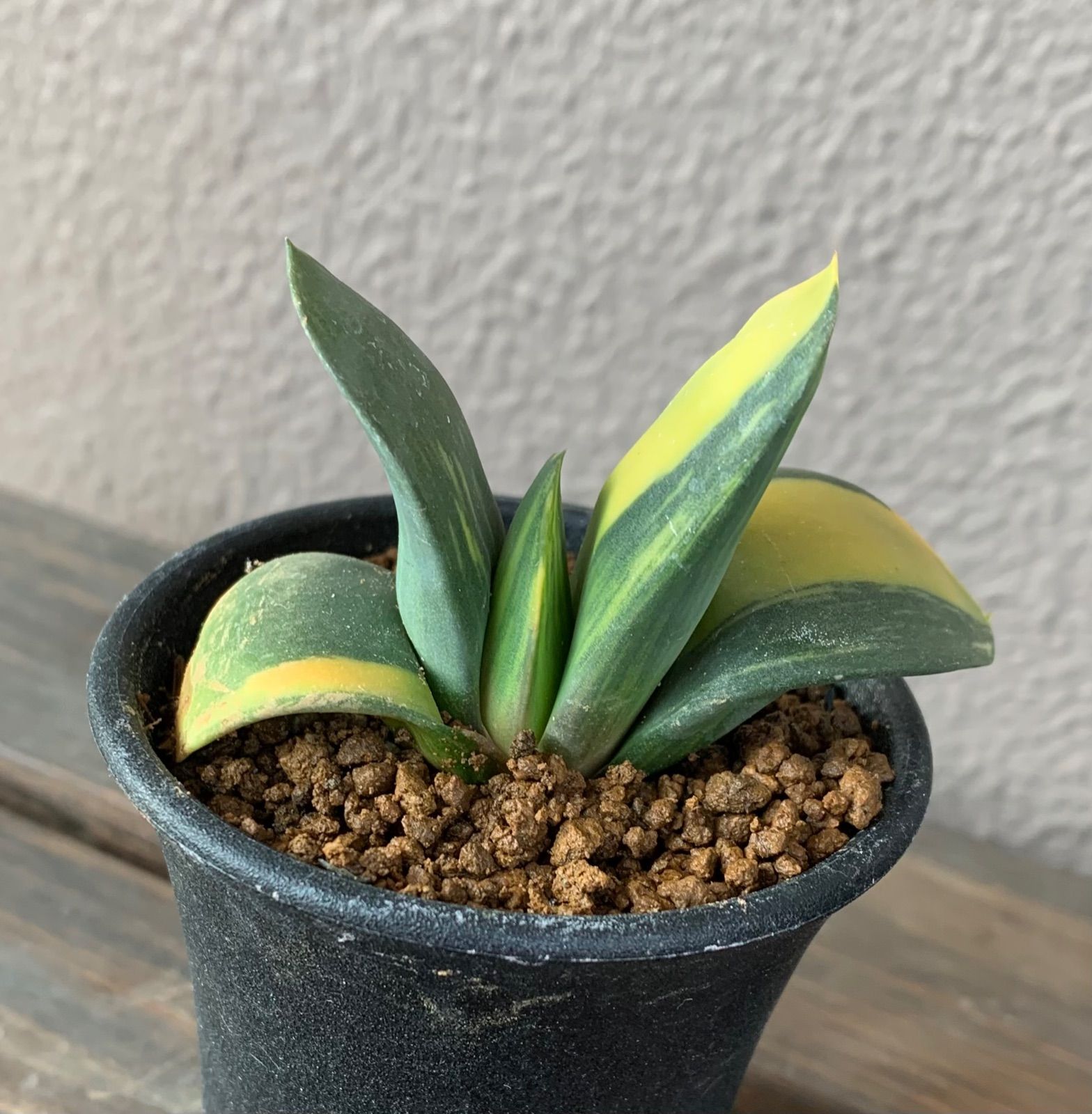 ガステリア ピランシー錦 植物/観葉植物 インテリア小物 インテリア・住まい・小物 アウトレット最安価格