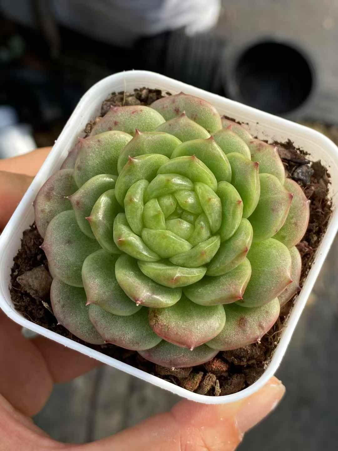 QS1017×24 デンポウジェニー 抜き苗 多肉植物 アエオニウム エケベリア 韓国苗 WWW_GEBZETESISAT_COM_TR