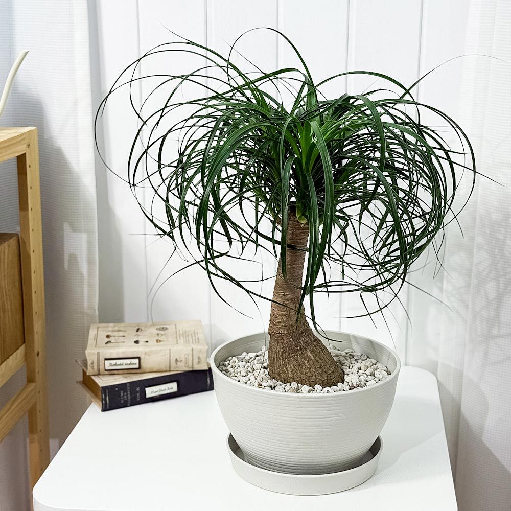 現品】斑入りポニーテールボーカルネア・ガテマレンシス・バリエガータ