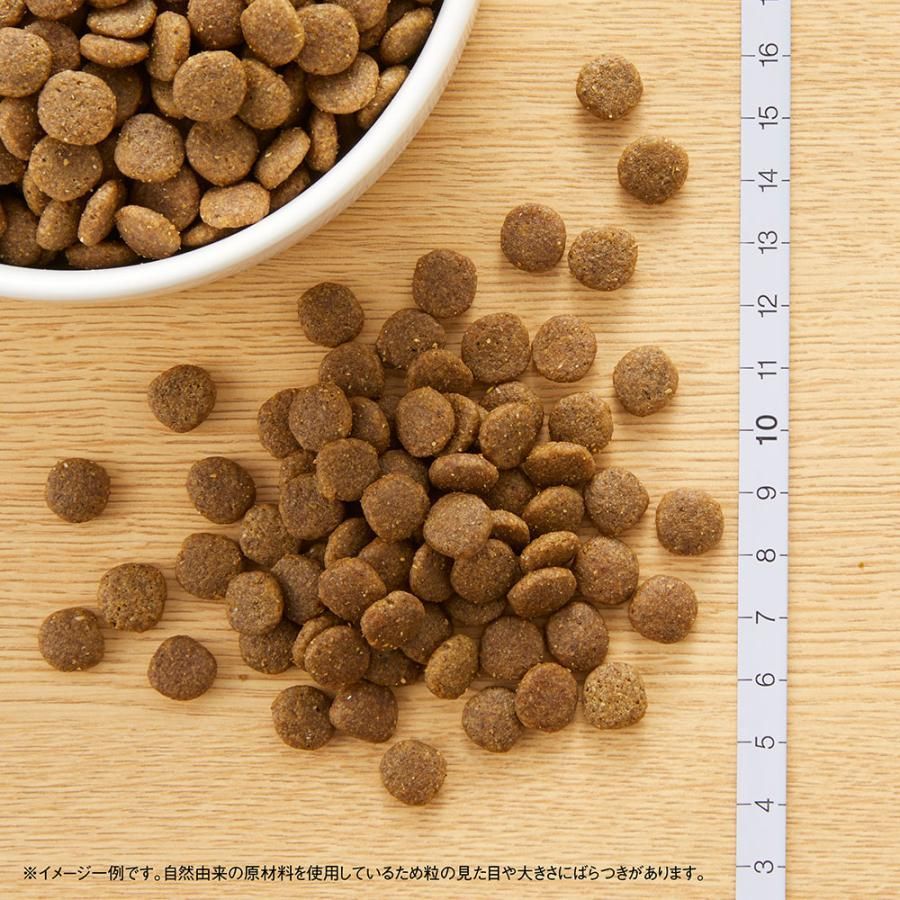 猫 キャット