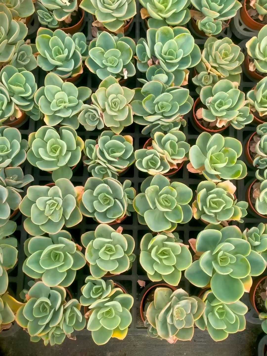 新発売 35株セット アイスラブリーローズ 抜き苗 多肉植物 佐川急便