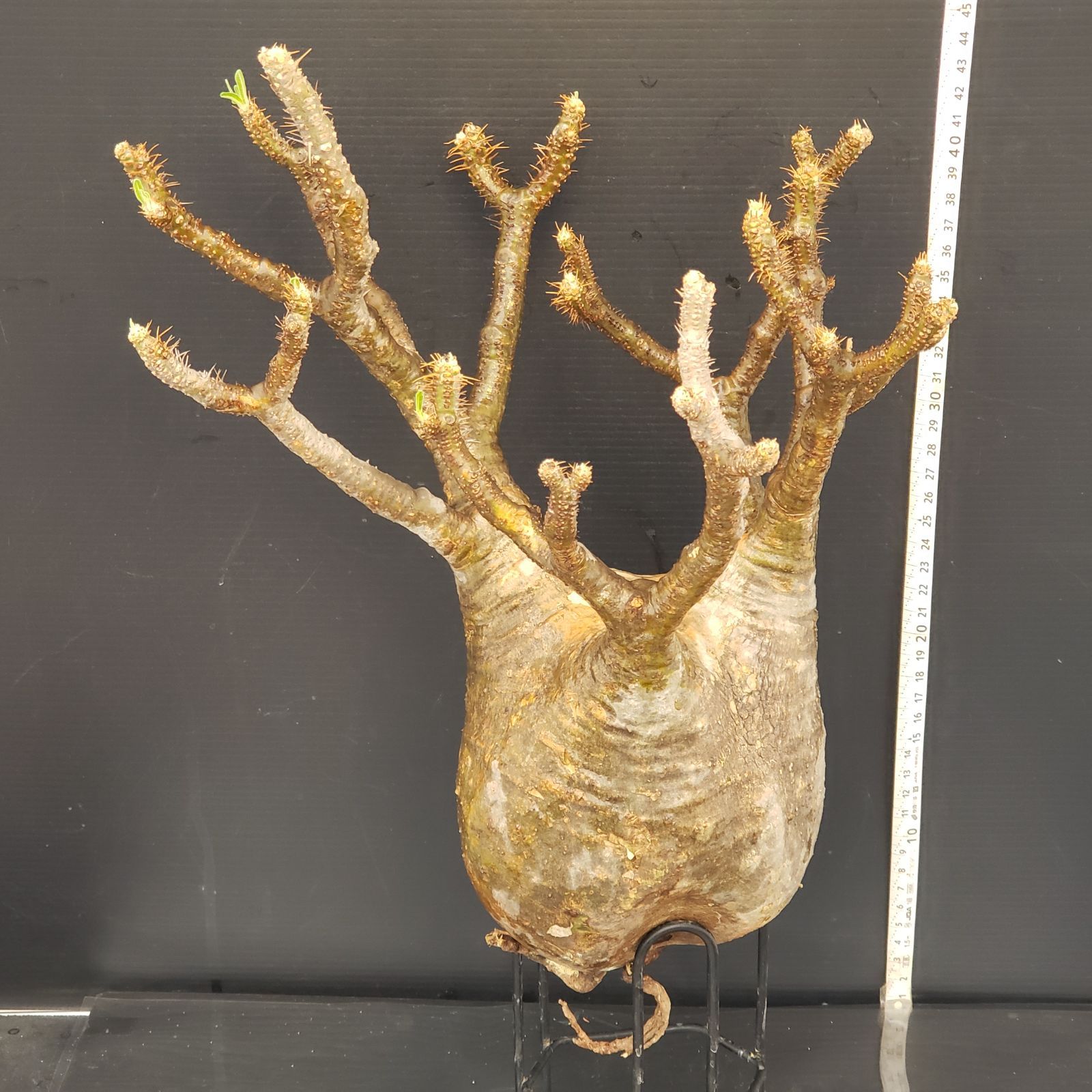 T269【最新到着】Pachypodium グラキリス(S)(現地球・抜き苗 T269【最新到着】Pachypodium グラキリス(S)(現地球・抜き苗