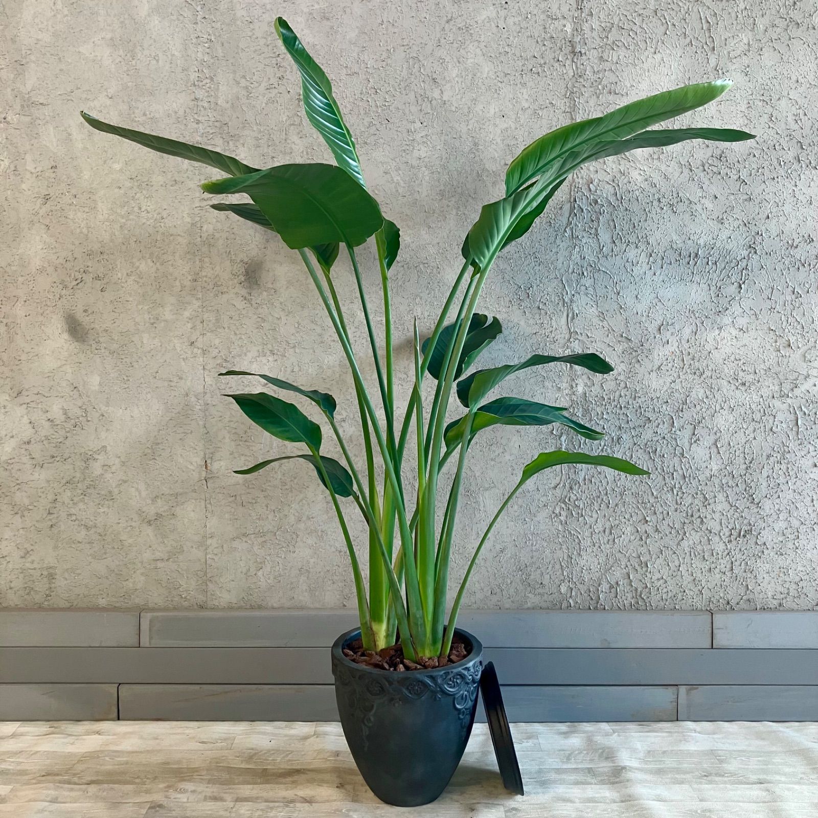 北海道紅葉樹セット　白樺　ミズナラ　山葡萄　他 北海道紅葉樹セット 白樺 ミズナラ 山葡萄 他 アリス・ファーム 藤門弘