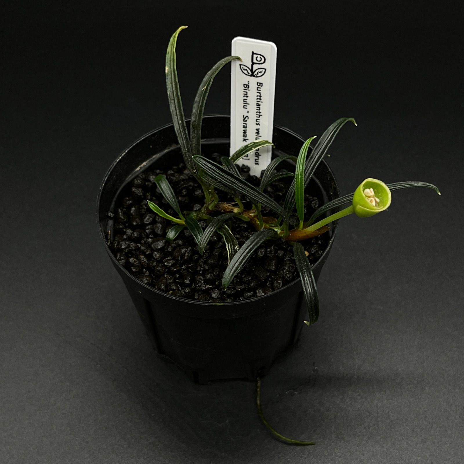 Burttianthus velutandrus 