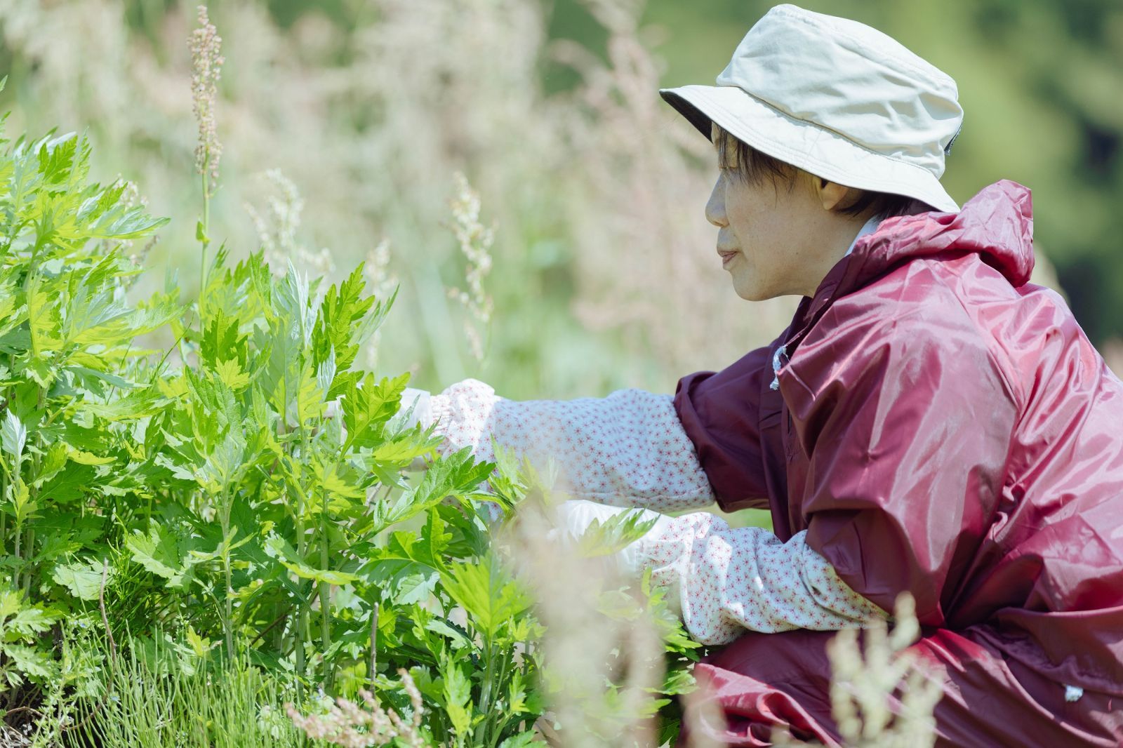 よもぎ ヨモギ粉末 40グラム×1袋 フワフワ粉末 新潟県能生谷産 - その他