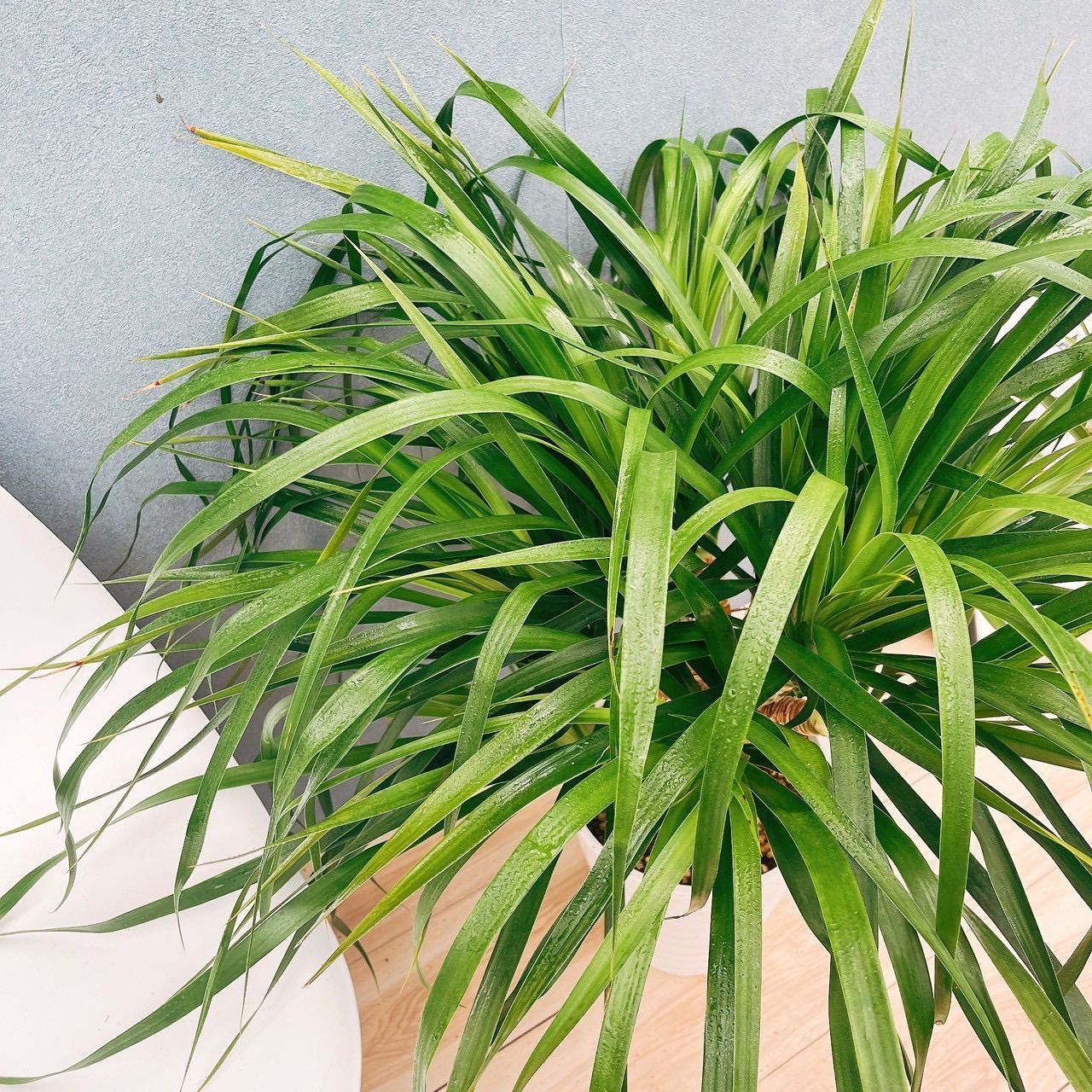 希少ドラセナ カンボジアーナ 幸福の木 レア 1本立ち 大型 希少