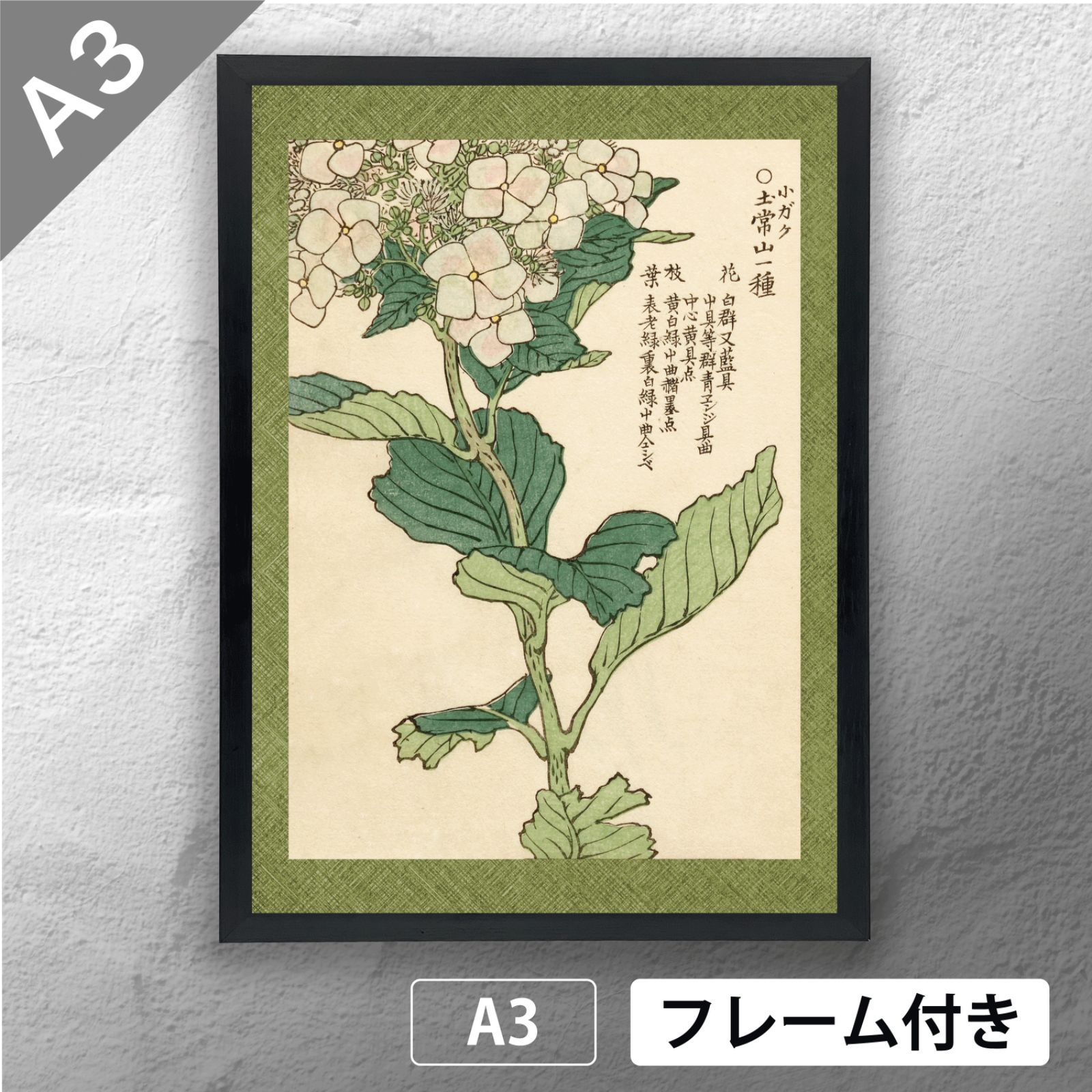 幸野楳嶺 「千種の花 小ガク土常山一種（アマチャ）」 ボタニカル 