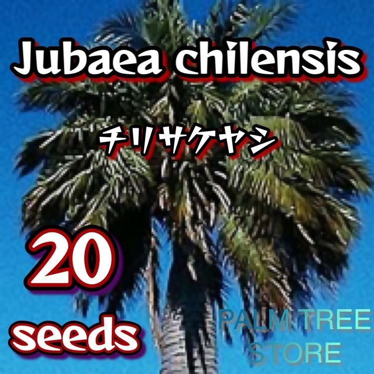 3個セット・送料無料 サバルヤシ種子 1000粒 - 植物/観葉植物