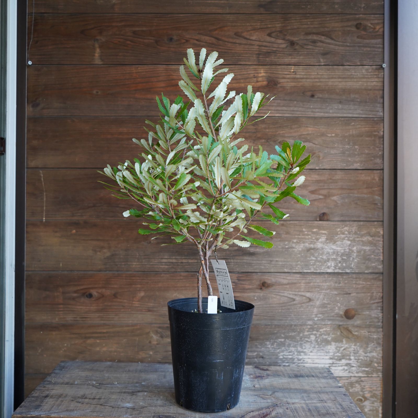 バンクシア ”オブロンギフォリア” B オージープラン 現物発送