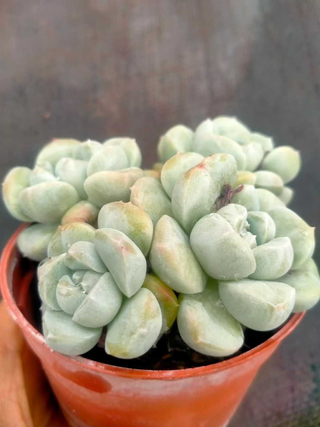 多肉植物　韓国苗　アイスグリーン　大きめ　抜き苗 新発売 35株セット アイスグリーン 抜き苗 多肉植物 佐川急便発送