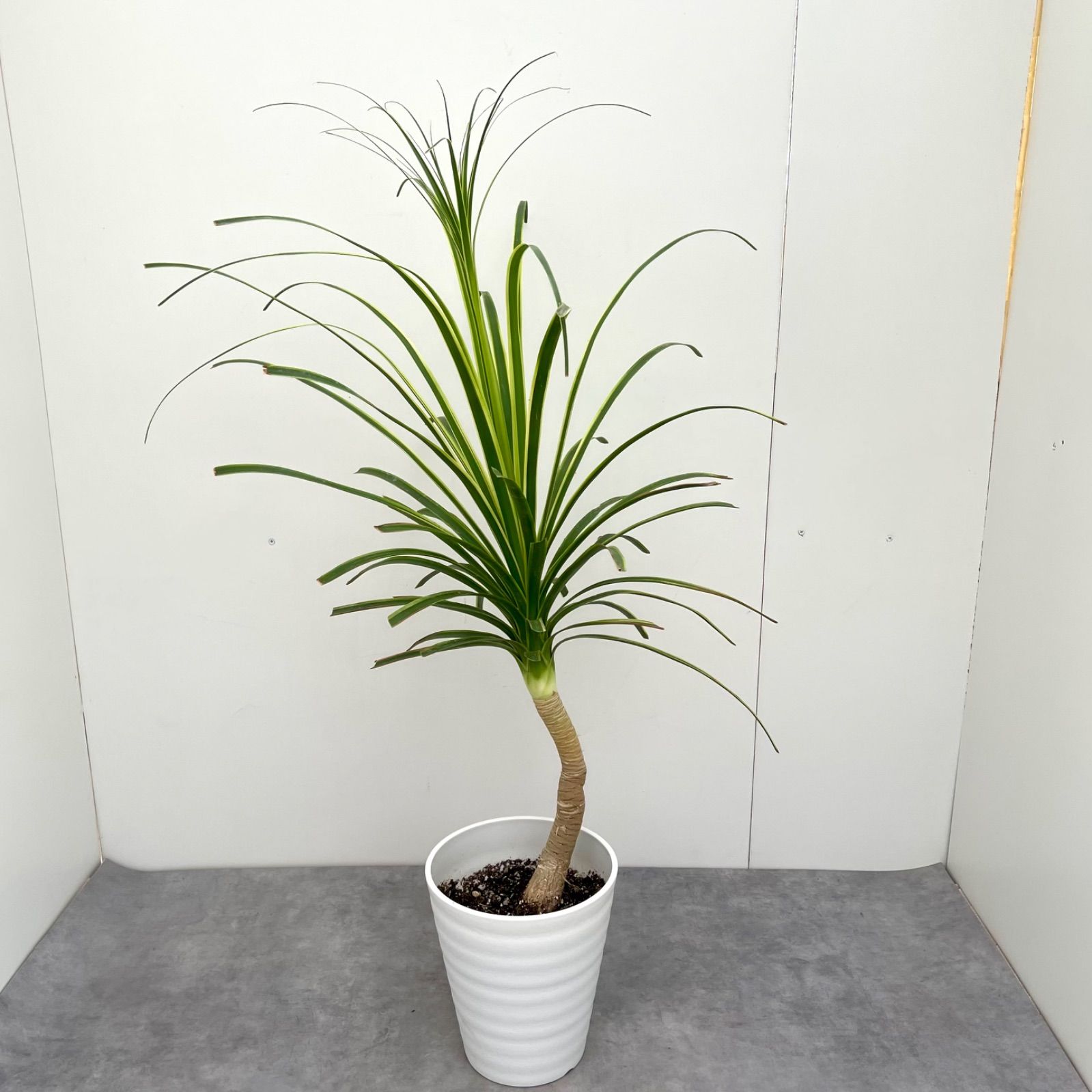 トックリラン ノリナ 斑入り 18【現品】☆希少☆ 観葉植物 室内 - メルカリ