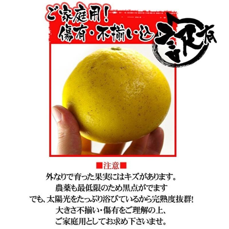 みかん 文旦 ぶんたん（値下げ3500円→2980円 100ケース限定）愛媛/高知県産 特に訳あり 文旦 ぶんたん 箱込10.5kg（10kg+保証分500g）（外皮の傷・シミ多め）（2月中旬～ご注文順に発送）※沖縄・離島・北海道は発送不可