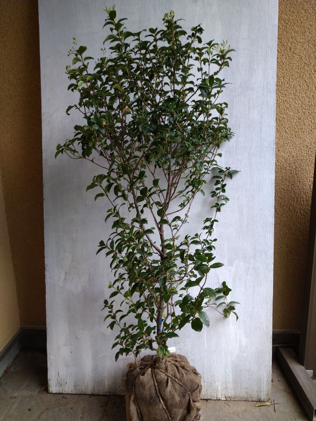 【樹高 45㎝ 真柏盆栽】　　　　⭕値上がり、神、舎利絶品❗ 樹高 45㎝ 真柏盆栽】 ⭕値上がり、神、舎利絶品❗ 樹高 45㎝ 真柏盆栽