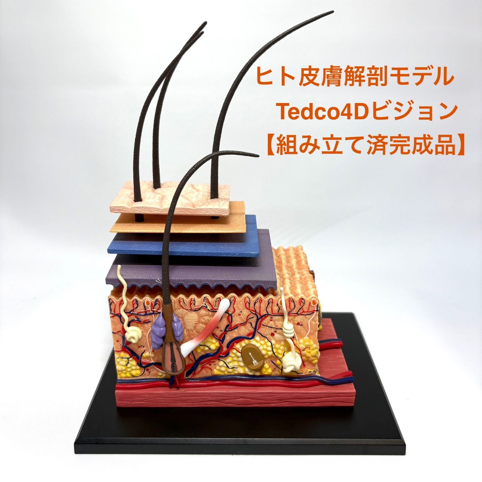 ヒト皮膚解剖モデル　Tedco4Dビジョン【組み立て済完成品】 ヒト皮膚解剖モデル Tedco4Dビジョン【組み立て済完成品