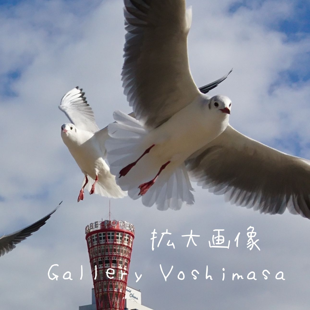 限定販売】 みなと神戸に咲く華 ユリカモメ A3 サイズ光沢写真縦 写真