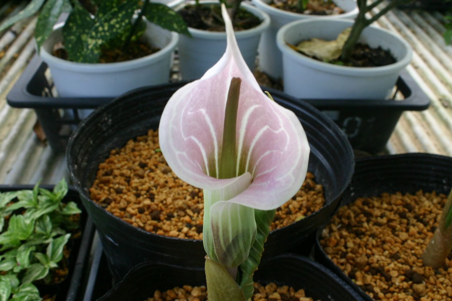 【値下げ交渉可！】テニス ガット張り ストリングマシン イグナス製 値下げ交渉可！】テニス ガット張り ストリングマシン イグナス