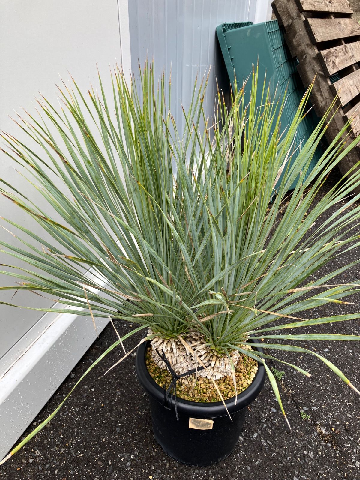 ロストラータ3 ユッカ ロストラータ 3 キュウページ 楽天市場】ユッカ