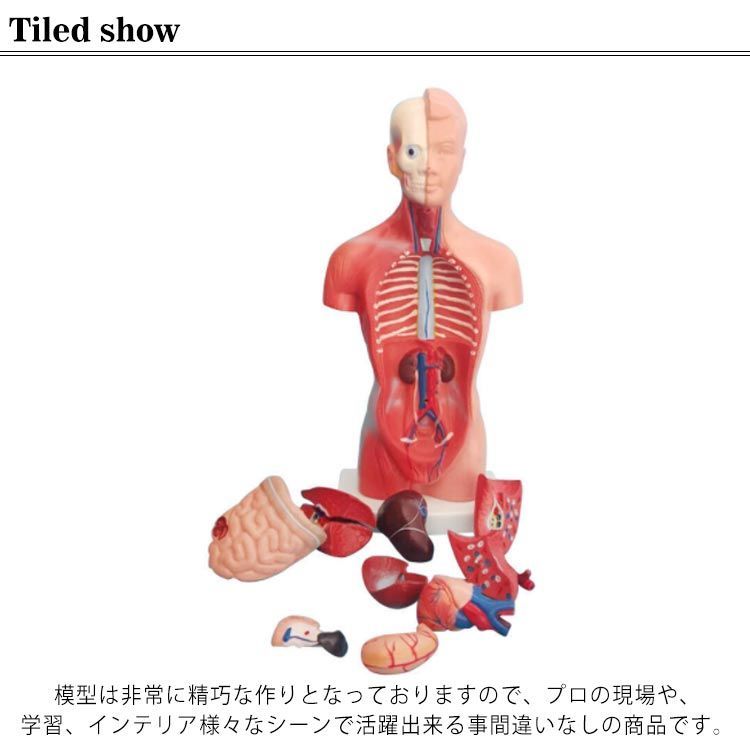 人体模型 内臓模型 28cm 人体解剖 模型 女性 男性 胴体解剖モデル ミニ 人体標本 人体モデル 内臓人体模型 全身模型 全身標本 人体 内臓  トルソー 標本 教材 実験 接骨院 整骨院 骸骨 骨#qz2310 - メルカリ