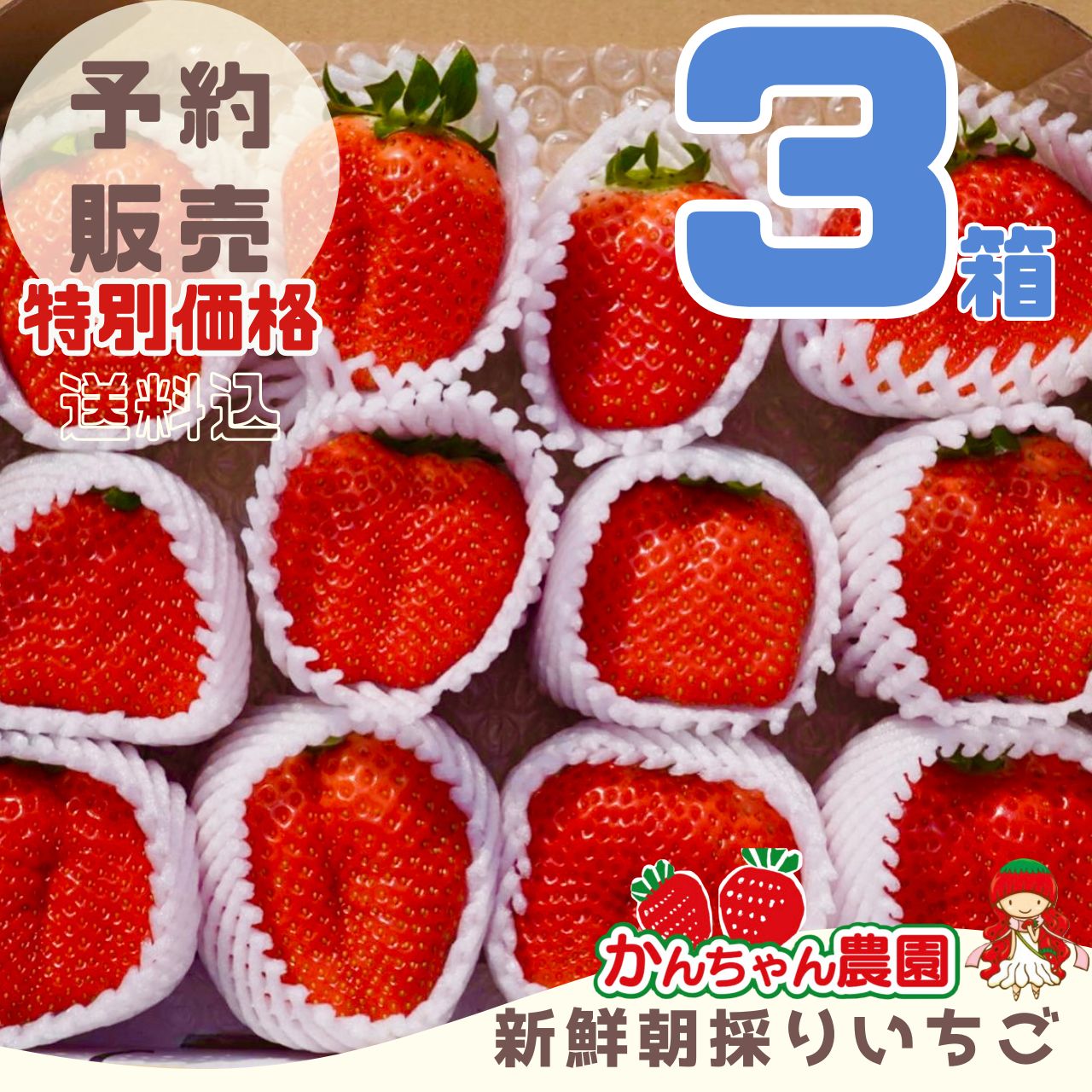 特大‼️新鮮朝採りいちご 特大‼️新鮮朝採りいちご O11118759 - 果物新 