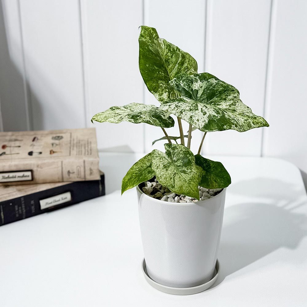 PLANCHU 観葉植物 アロカシア オドラ バティック 4号鉢 受け皿