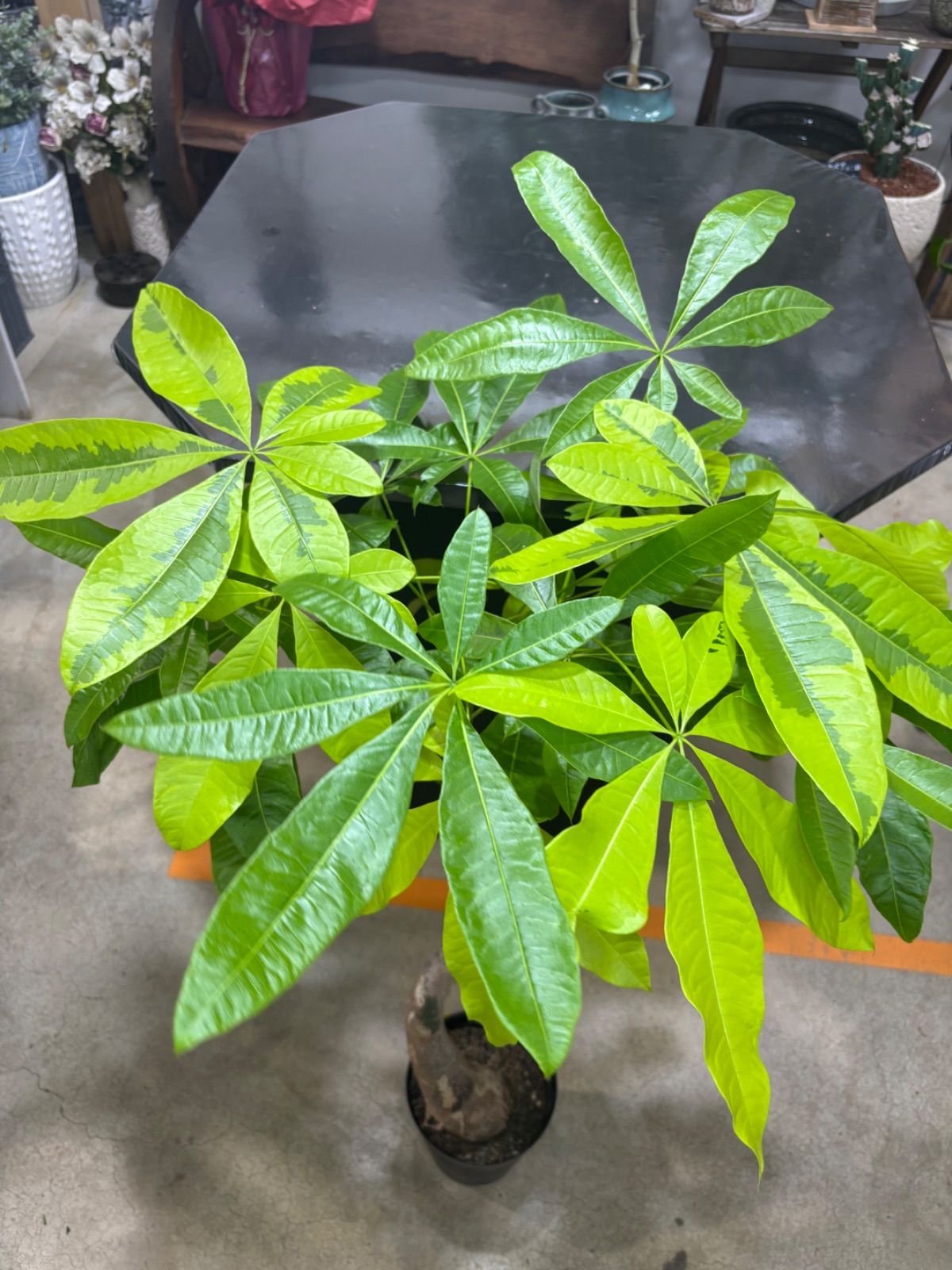 パキラ ムーンライト 6号 斑入り 稀少 観葉植物 インテリア グリーン オシャレ 稀少