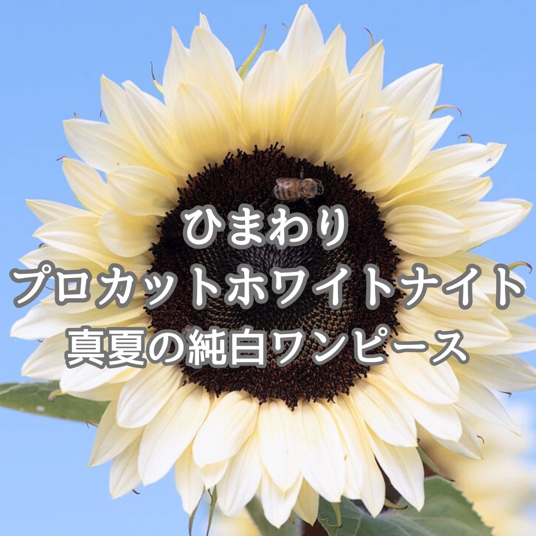 花の種】ひまわり☆向日葵 プロカットホワイトナイト 種子 約10粒 