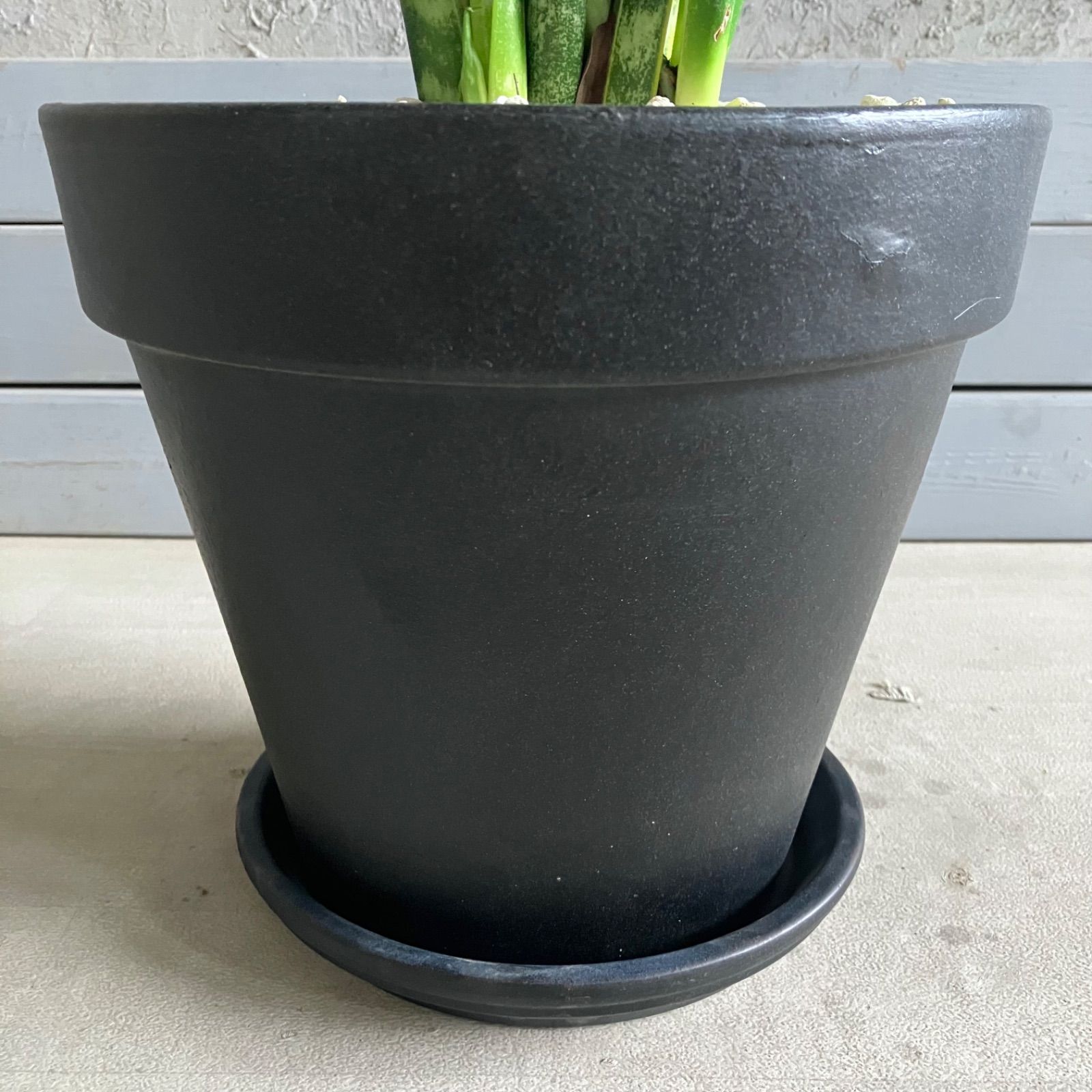 サンスベリア ローレンティ