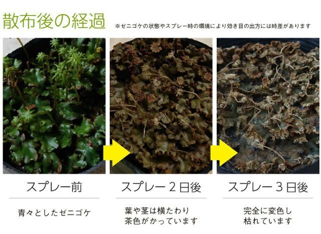 ゼニゴケ 濃縮液タイプ