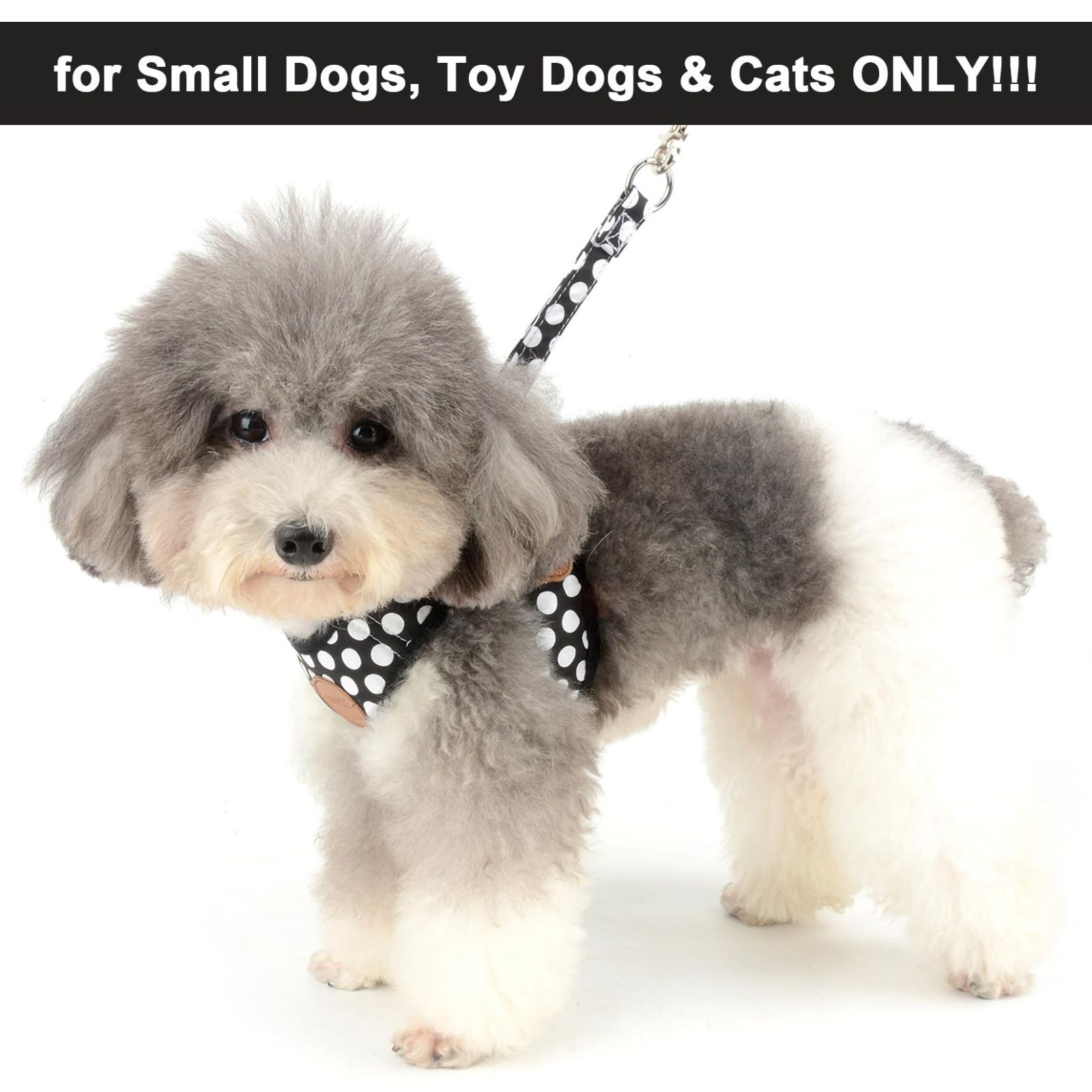 小型犬用 リード