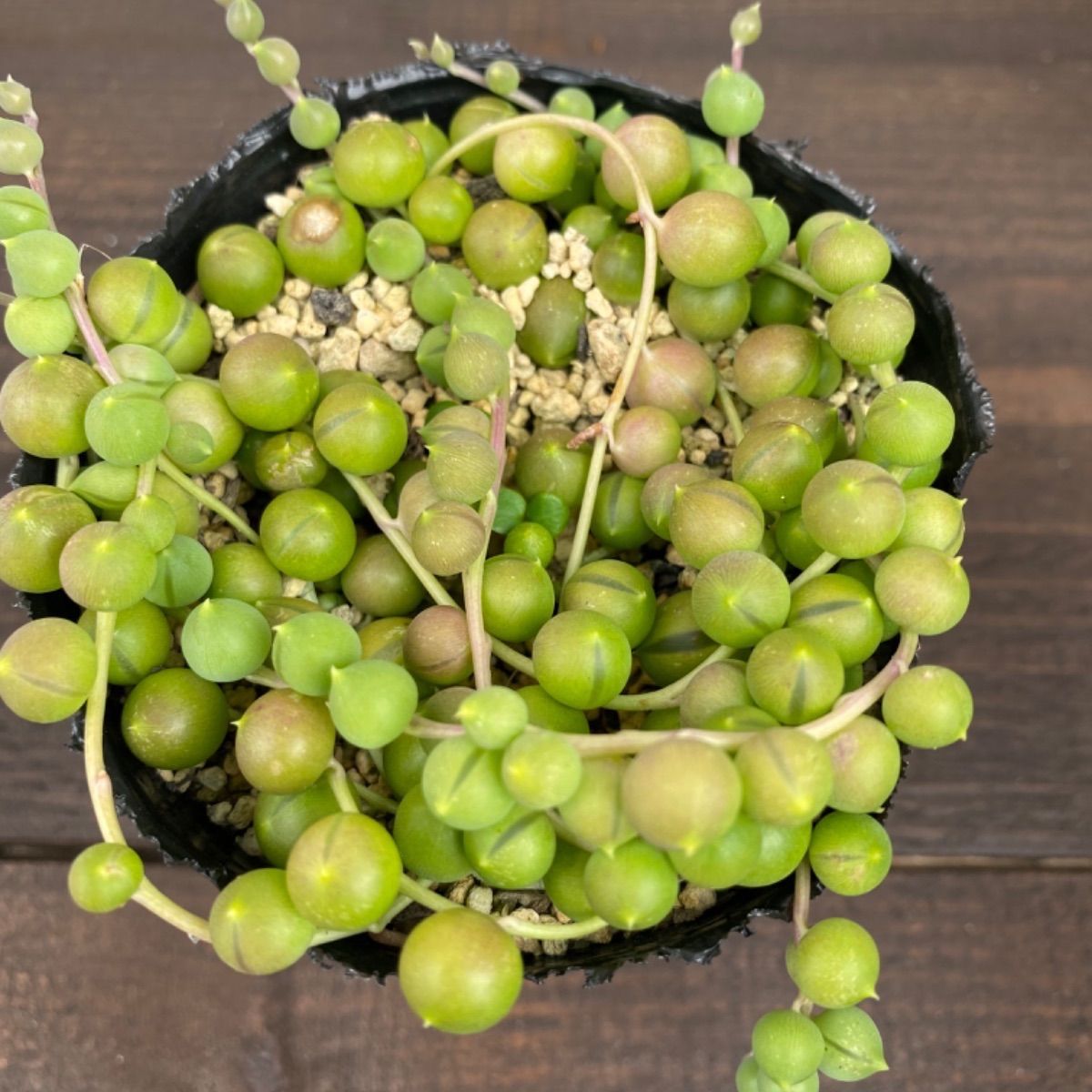 メルカリshops 多肉植物 グリーンネックレス メルカリshops 多肉植物 グリーンネックレス