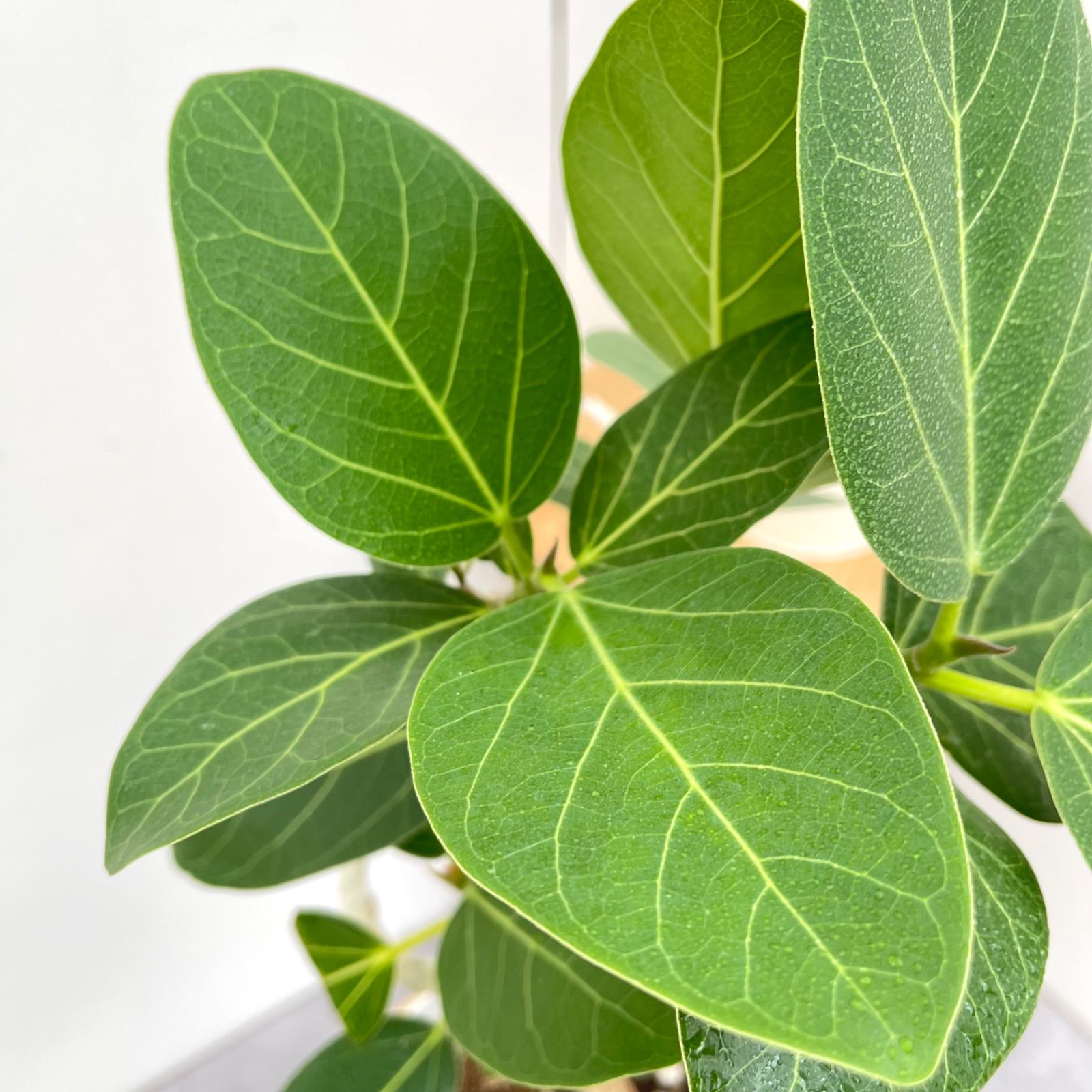 フィカス ベンガレンシス 曲がり 1【現品】観葉植物 室内 5号
