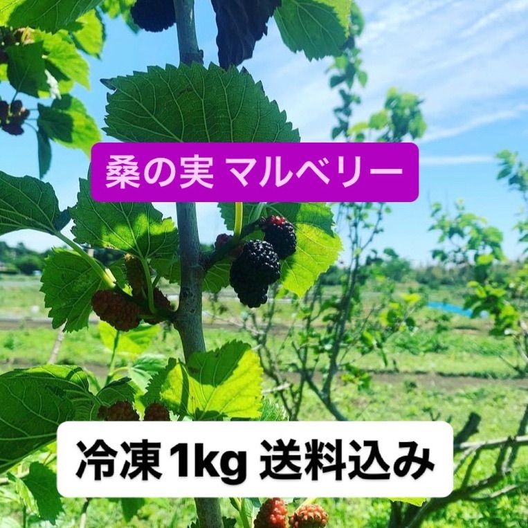 ラッピング対象外 冷凍マルベリー 桑の実 2.7キロ 無農薬 - 通販