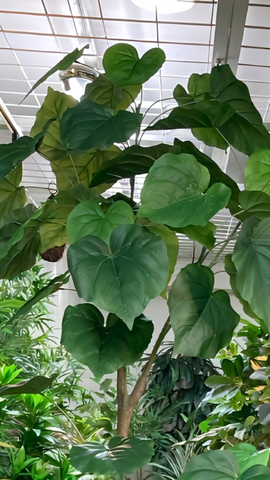 光触媒 人工観葉植物 ウォールグリーン フェイクグリーン ウンベラータ