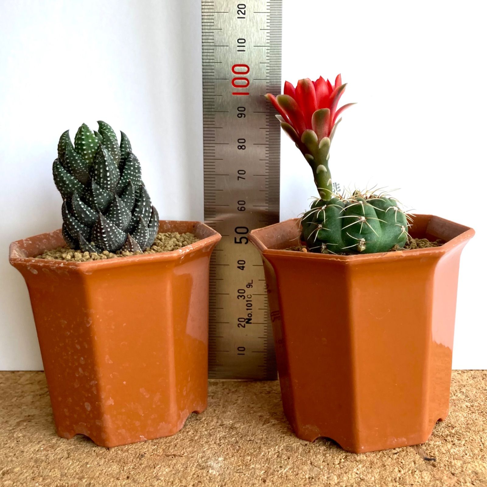 黒士冠 Copiapoa cinerea v. dealbata (黒王丸 現地球 子株
