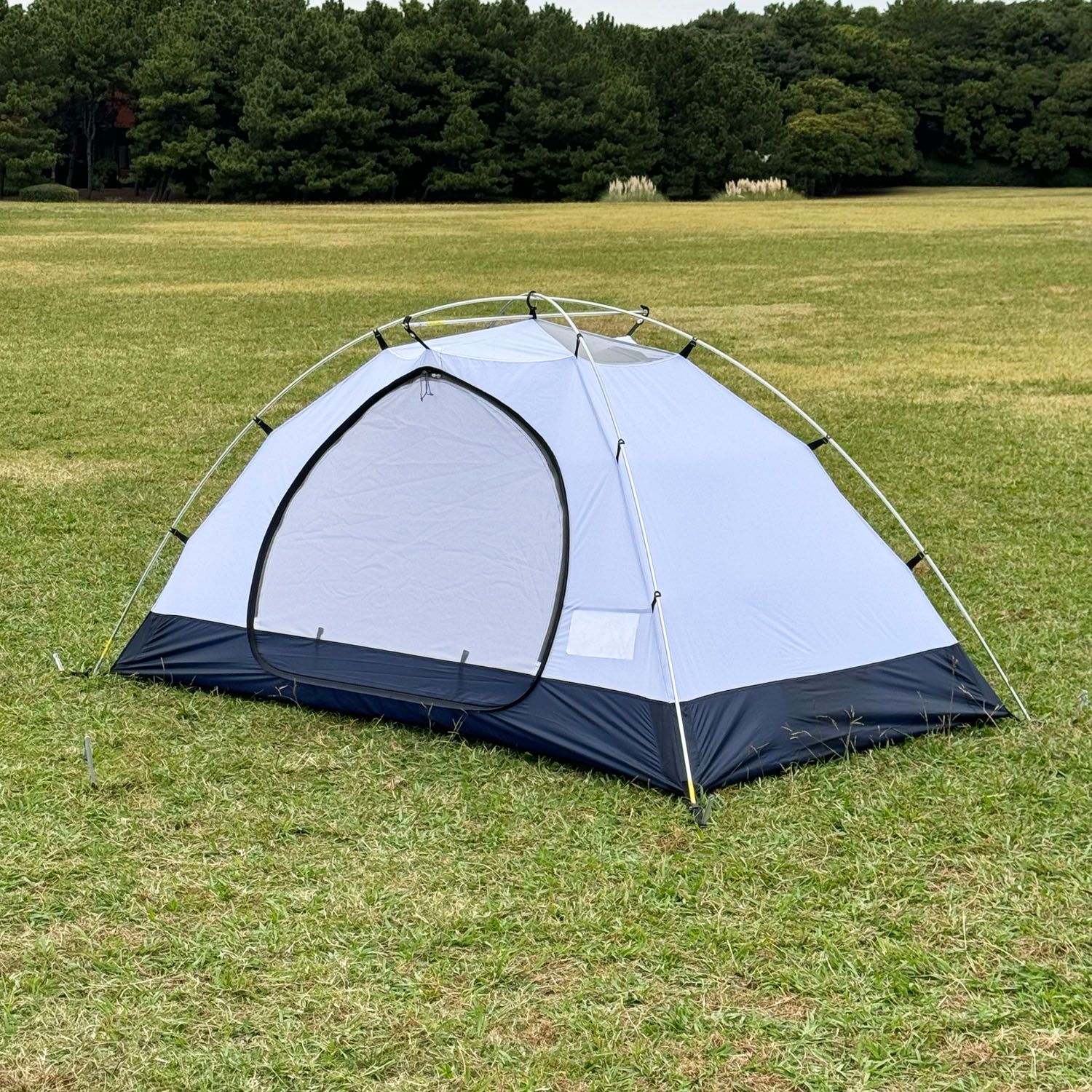 フェス