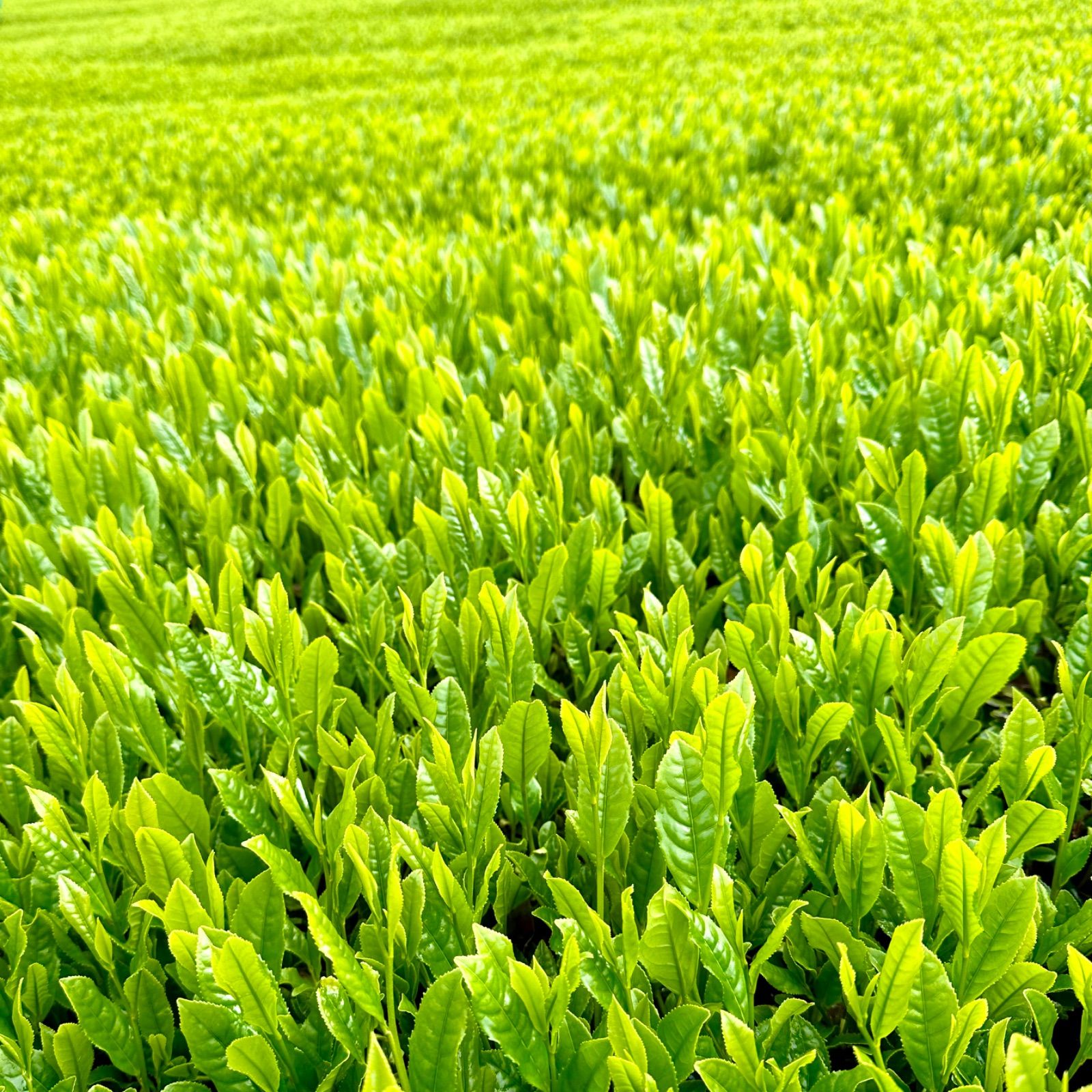 wakachan0513様　静岡新茶　川根茶 手摘み特上茶　低農薬 茶農家 セール中！新茶！手摘み特上煎茶 農家直販 100g 静岡川根茶 送料