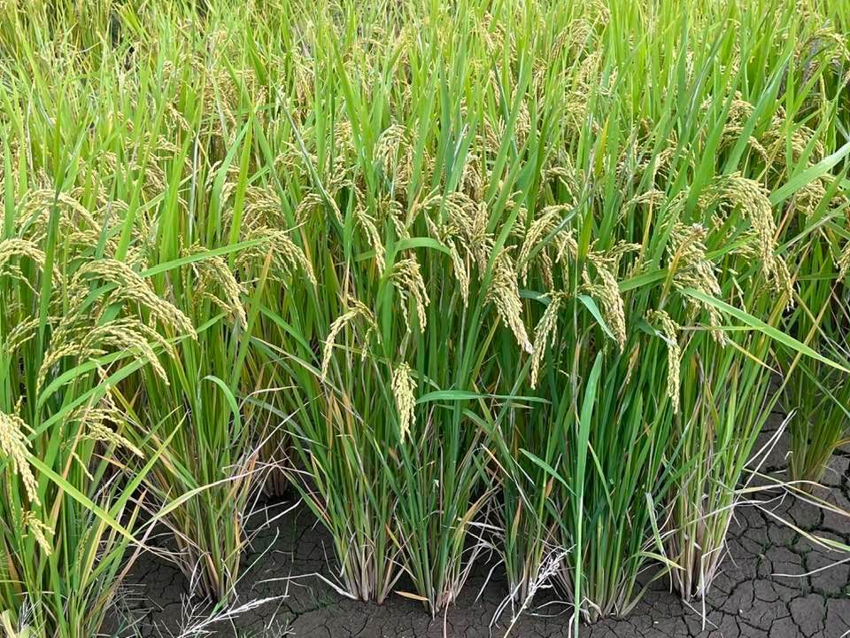 年末セール】【令和7年産】自然栽培「ミズホチカラ」米粉 1kg X