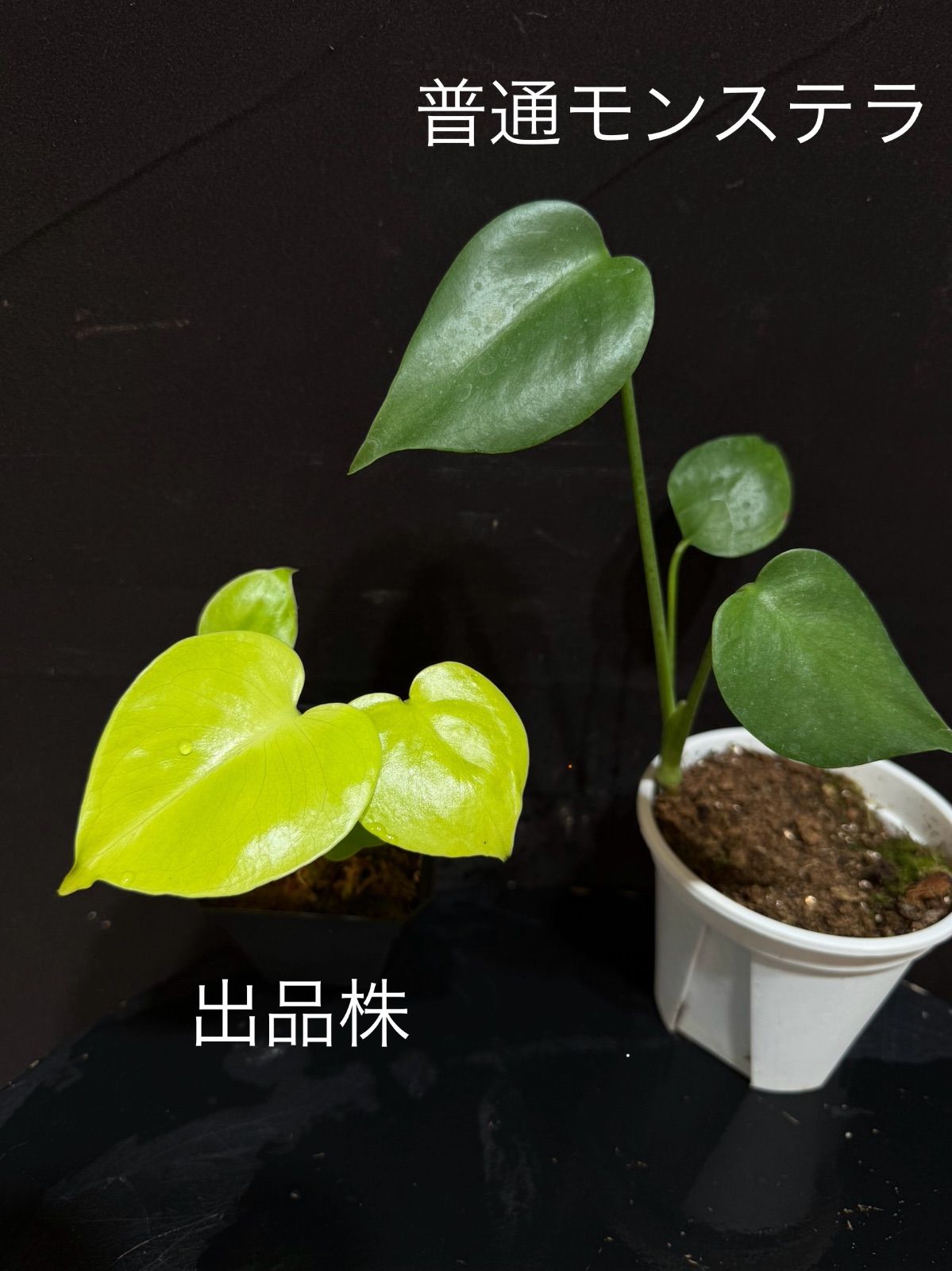 新種】Monstera deliciosa Gold leaf モンステラデリシオーサ 黄金葉