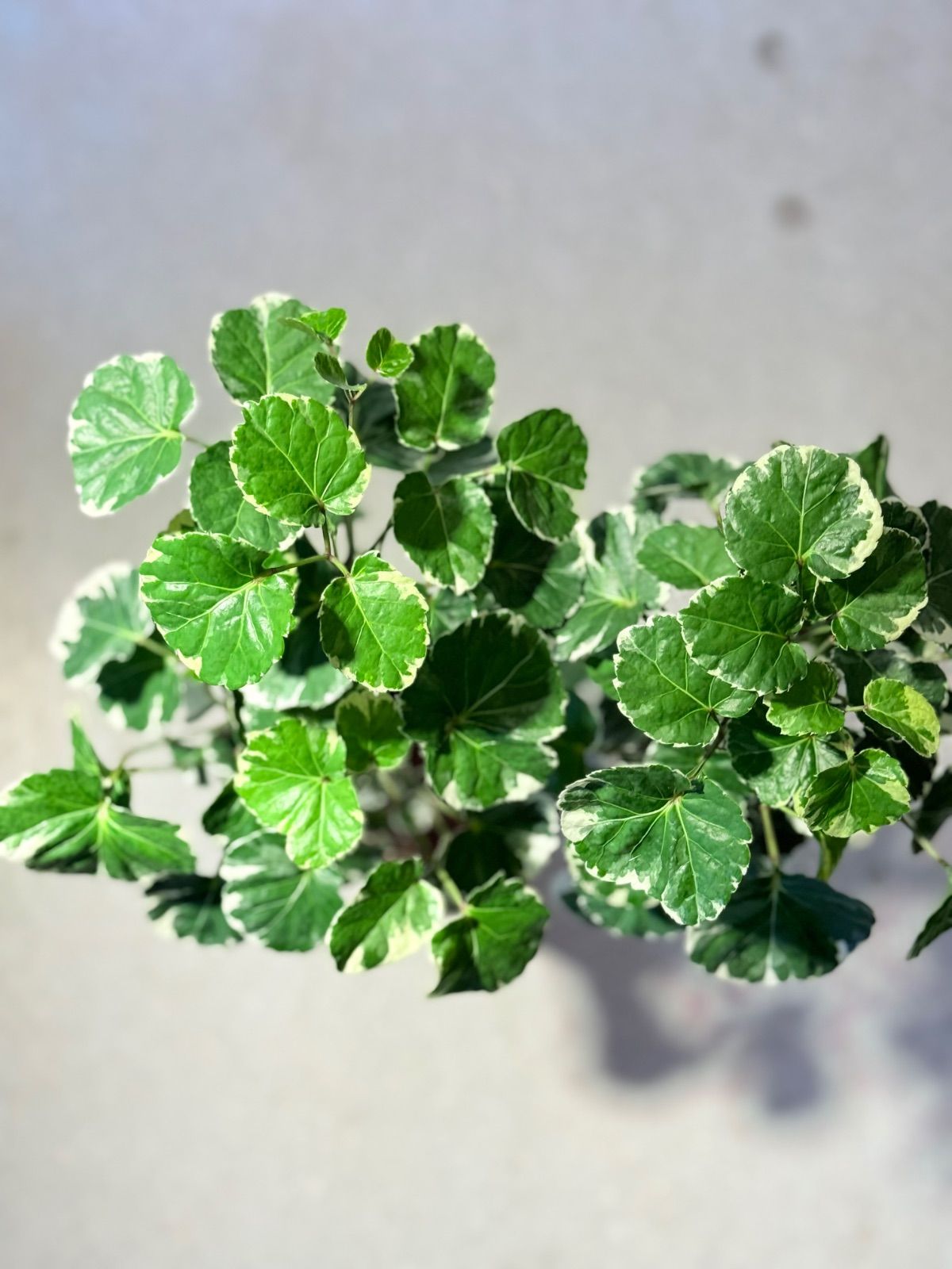 観葉植物 ポリシャス