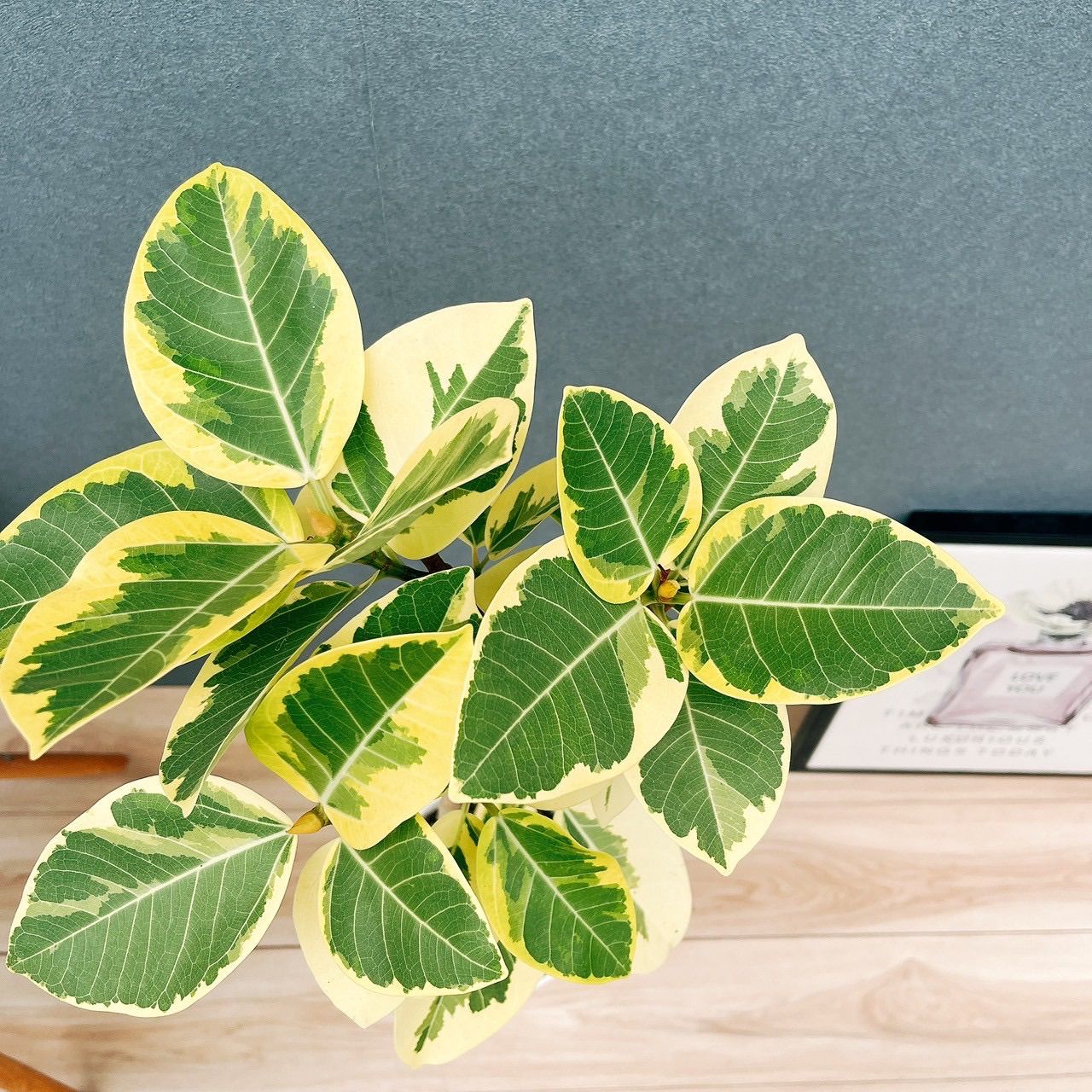 フィカス ベンガレンシス 曲がり【現品】観葉植物 室内 陶器鉢