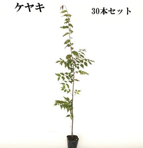 30本セット ケヤキ樹高0.8m前後10.5cmポット
