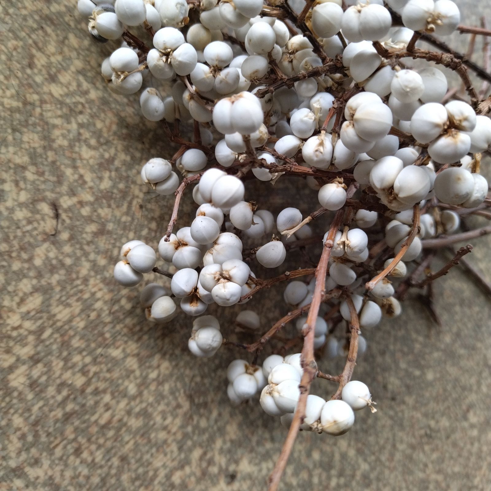 ナンキンハゼの実。ナンキンハゼ。13本。ドライフラワー。スワッグ