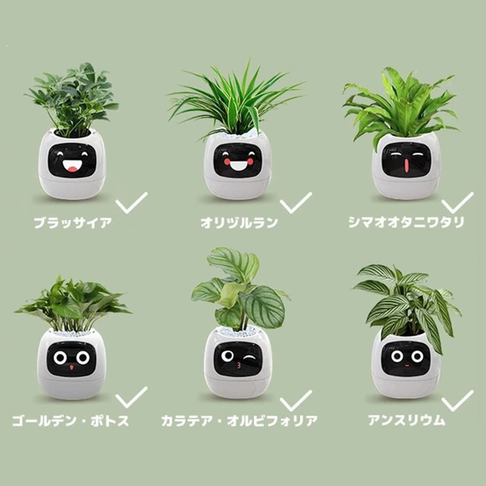 IVY スマートプランター黄色イエロー未使用