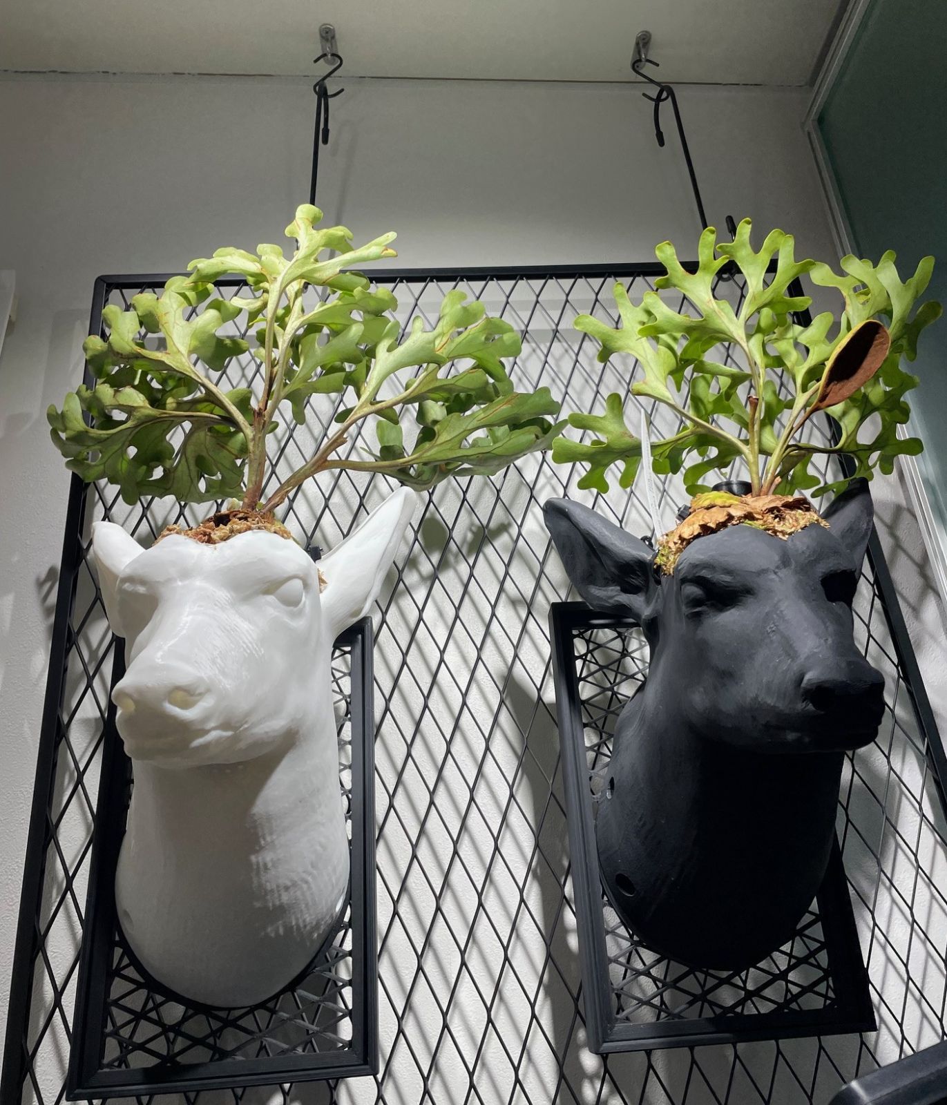 ビカクシダ着生板 鹿の3Dモデル ver.3 マッドホワイト 210×280×235