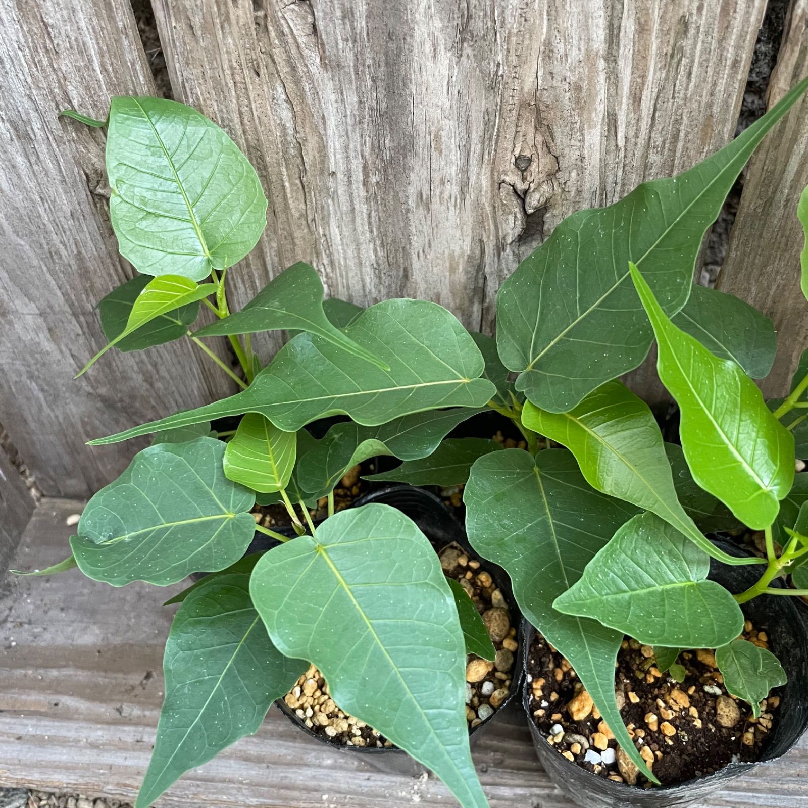 インドボダイジュ 印度菩提樹 ポット発送 第四種郵便 フィカス