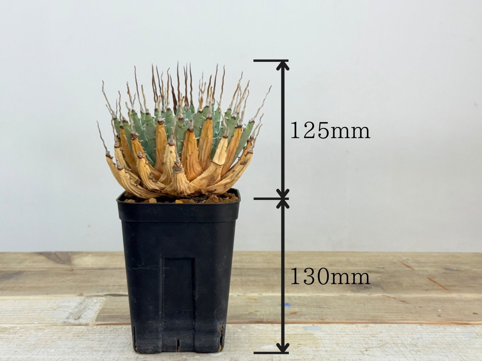 発根済】特上株 エボリスピナ コレクション株 - メルカリ